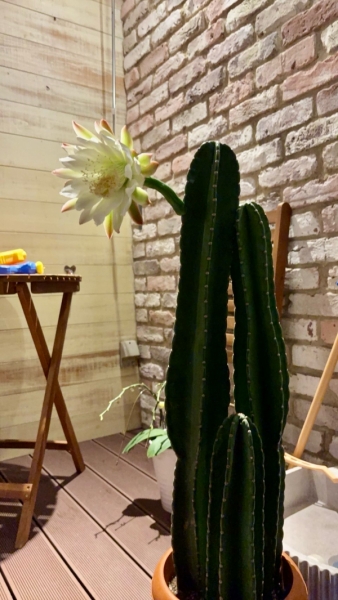サボテン